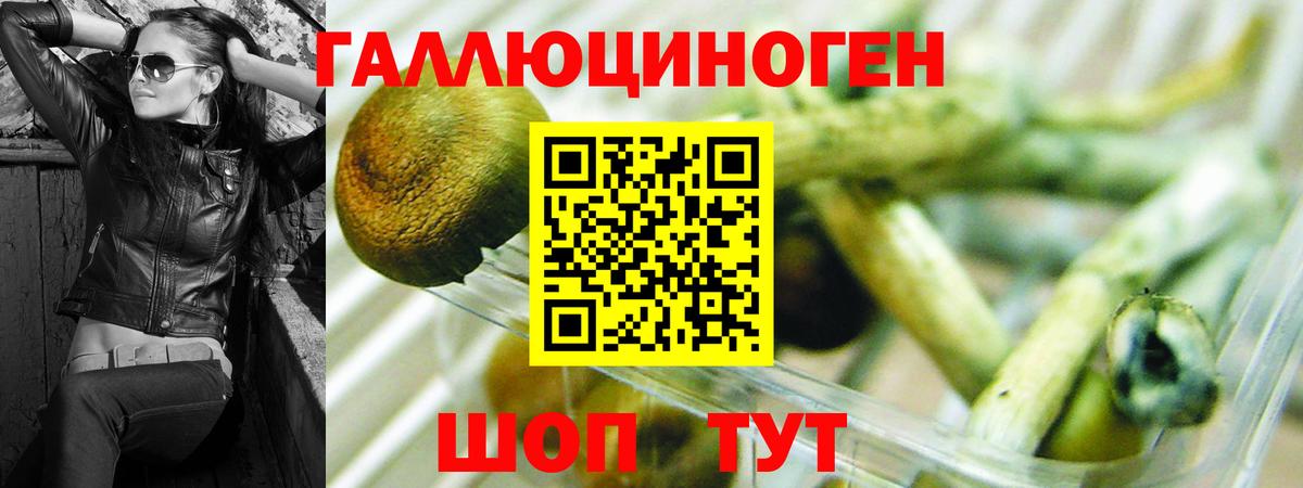 Псилоцибиновые грибы Psilocybe Евпатория